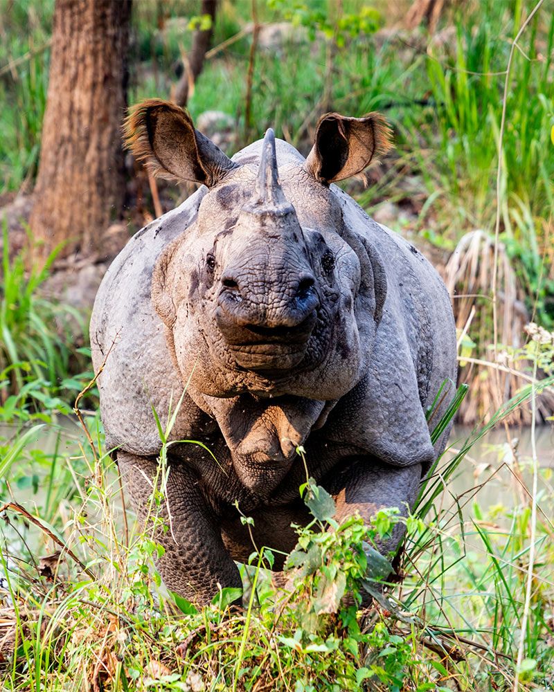 grazing