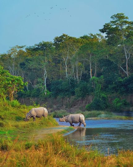 Wildlife Safari