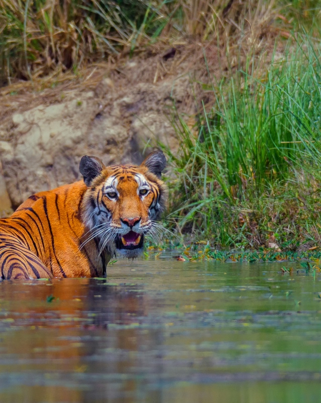 Bardiya National Park Wildlife Adventure