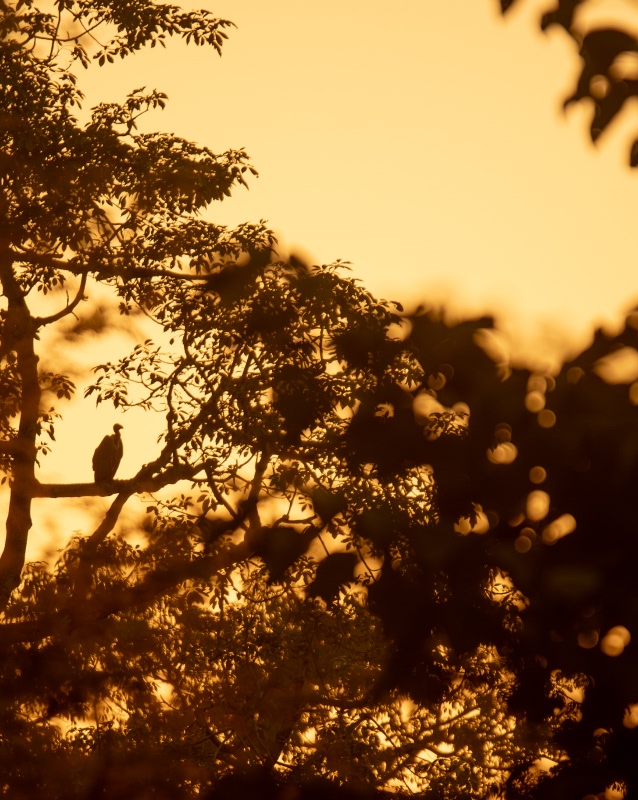 Birding Paradise Circuit: Phulchowki, Shivapuri, and Koshi Tappu