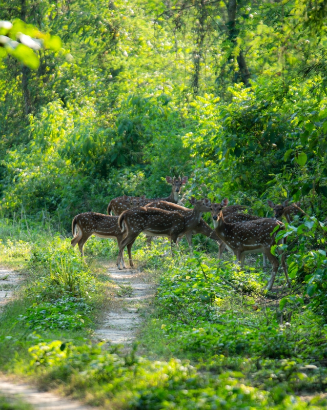 Chitwan National Park Wildlife Safari