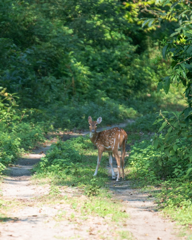 Elephant & Tiger Trails: Bardiya and Shuklaphanta National Parks