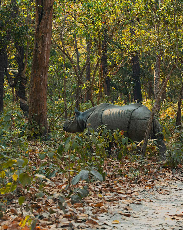 Inter Country Tour (Gorakhpur, Pokhara, Chitwan, Kathmandu, & Nagarkot)