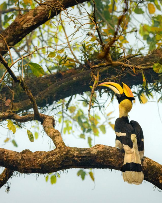Red Panda & Eastern Himalayan Birding: Ilam, Dobate, and Sandakpur Ridge
