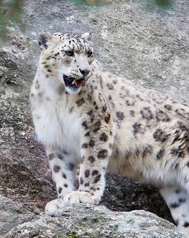 Snow Leopard Expedition in Upper Mustang