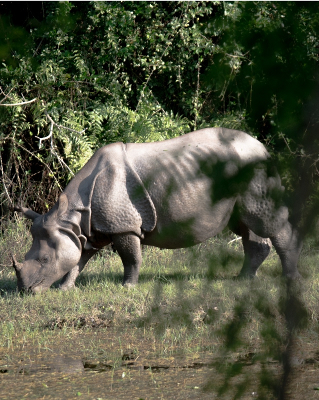 Terai Jungle Safari: Chitwan & Koshi Tappu