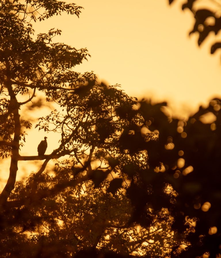 Chitwan National Park Wildlife Safari
