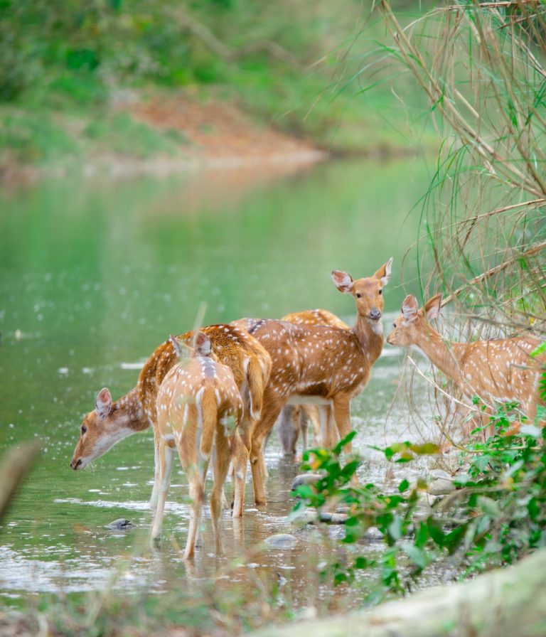 Chitwan National Park Wildlife Safari