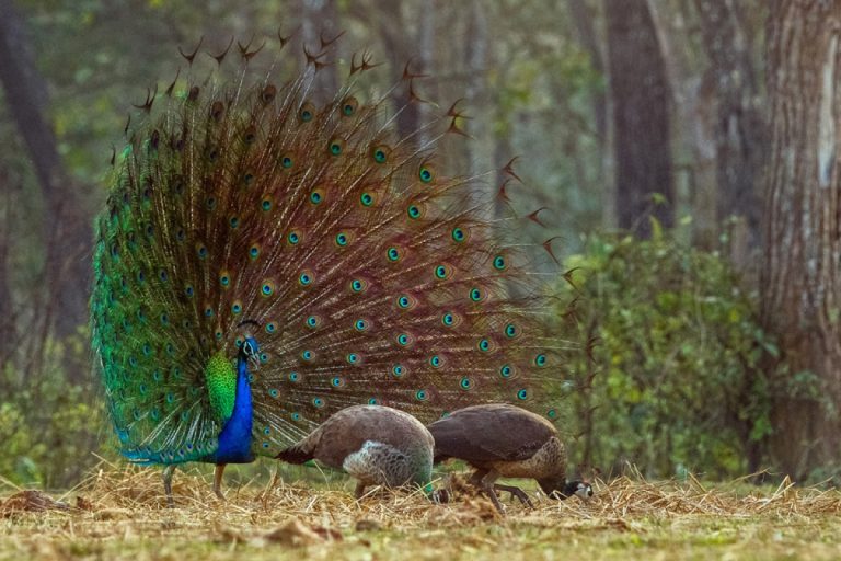 Terai Jungle Safari: Chitwan & Koshi Tappu
