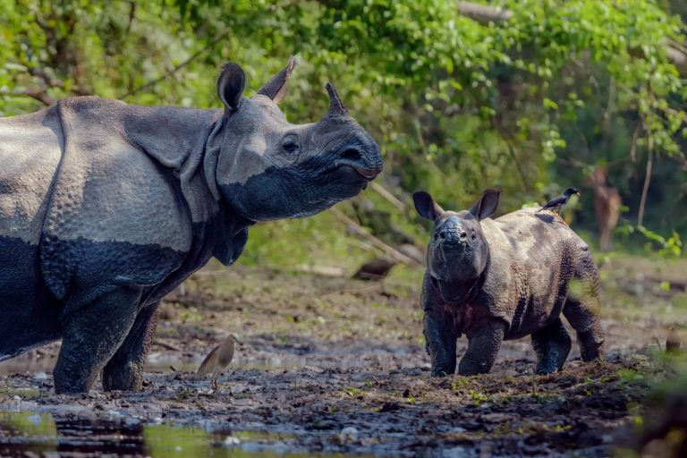 Terai Jungle Safari: Chitwan & Koshi Tappu