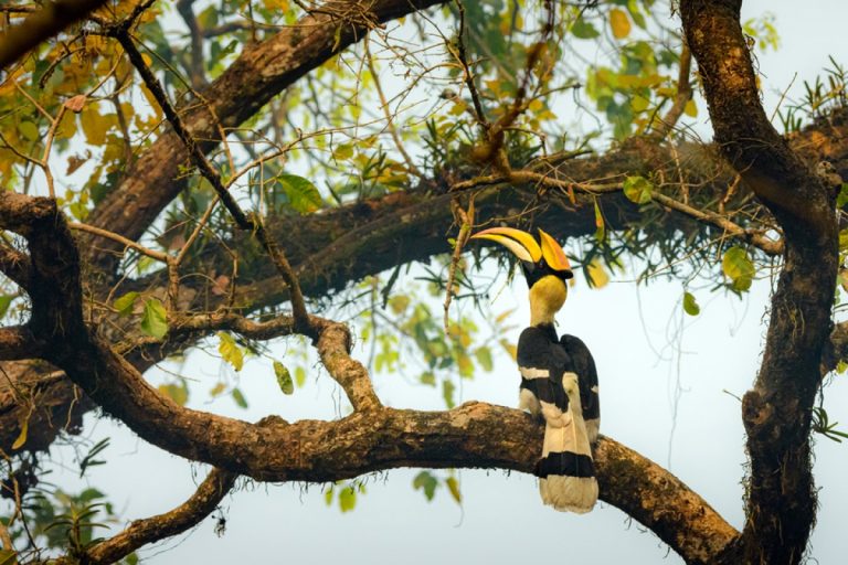 Terai Jungle Safari: Chitwan & Koshi Tappu