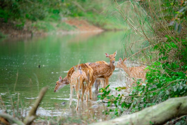 Terai Jungle Safari: Chitwan & Koshi Tappu